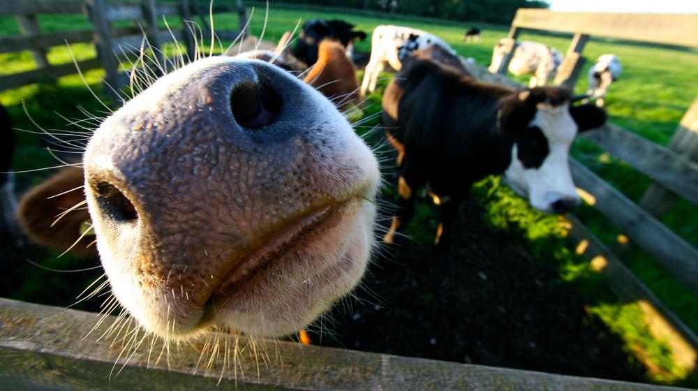 Cow Closeup Represent Finding Customers With Google Trends