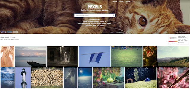 Pexels Royalty Free Images