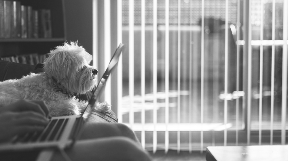 Freelance Writing Jobs