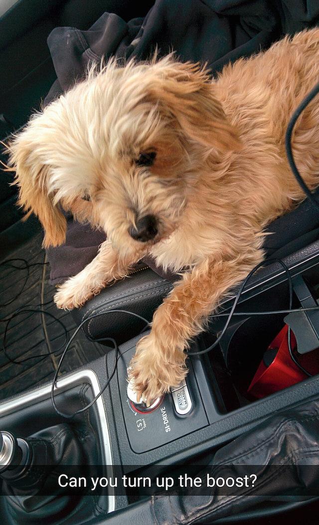 Snapchat Tips Dog