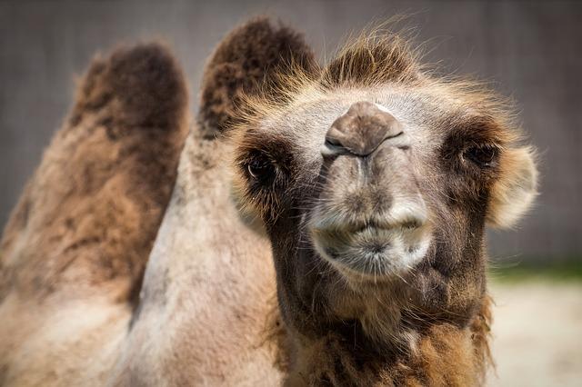 Quarterly Plan Camel