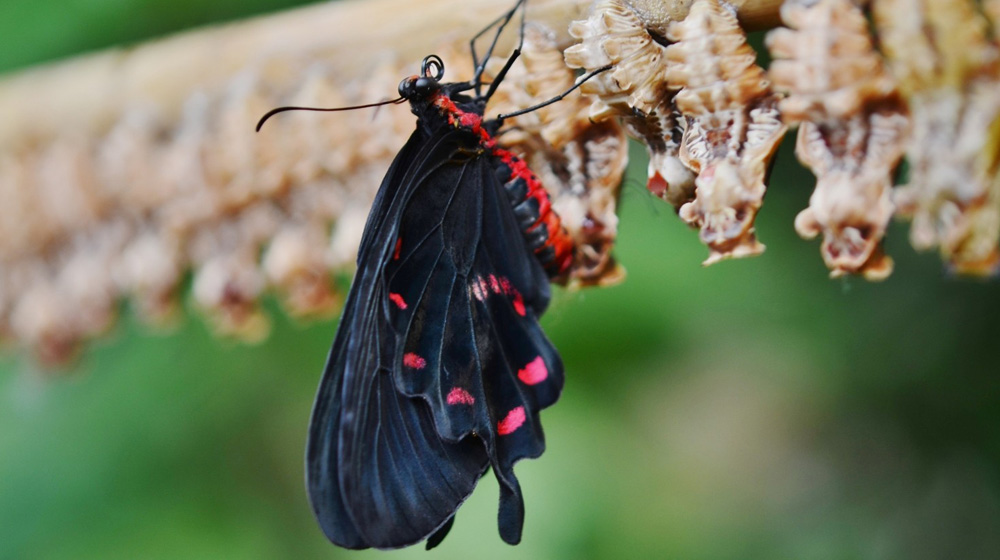 Reinvent Yourself Cocoon