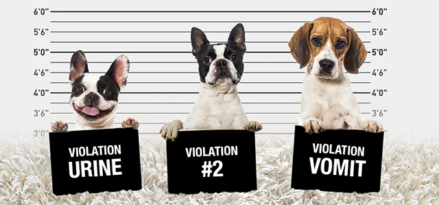 5 Mile Media Creative Campaign