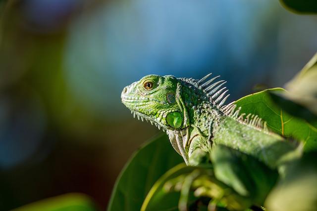 Social Media Marketing For Pet Stores Iguana Photo