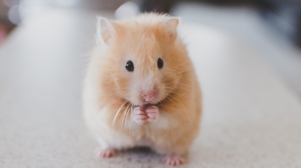 Social Media Marketing for Pet Stores Hamster