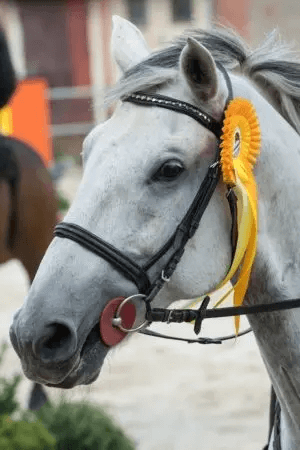 Close up of white horse