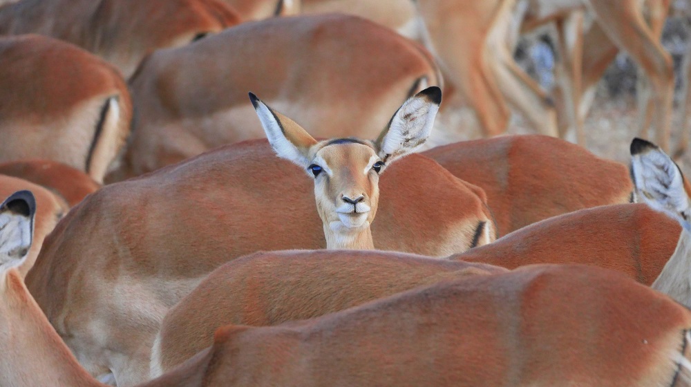 Baby Impala Standing Out From The Herd