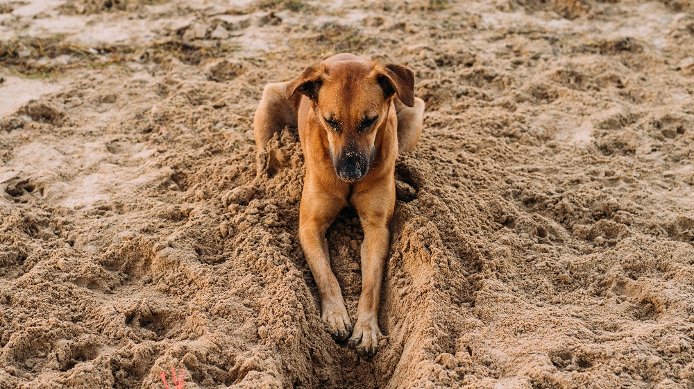 Dog digging in the sand at beach