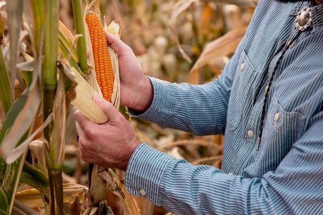 Evan Rocheford Shucking Orange Corn