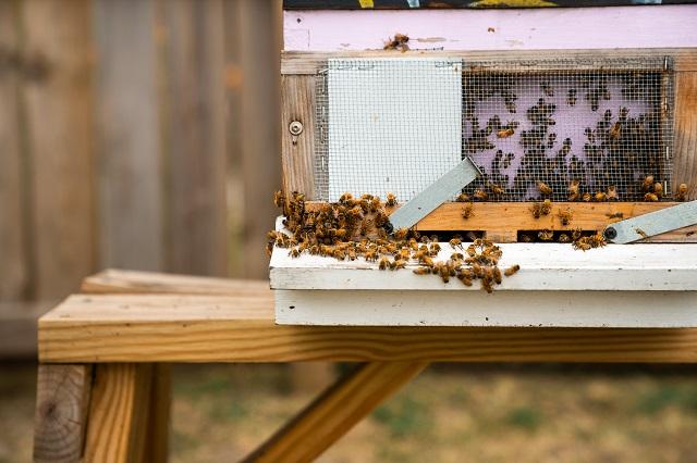Bees moving around at the entryway to a hive
