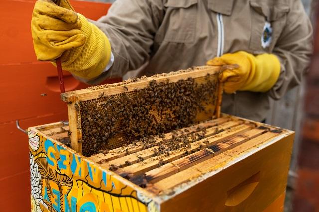 Showing a section of a beehive covered with bees