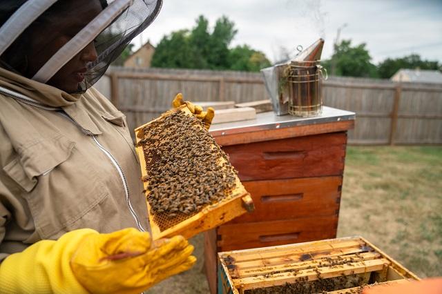Nicole Lindsey checking on a beehive