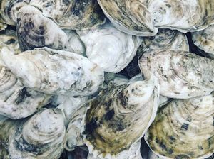 pile of oysters