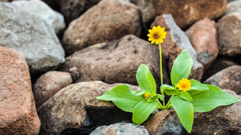 Yellow flower growing in rocks