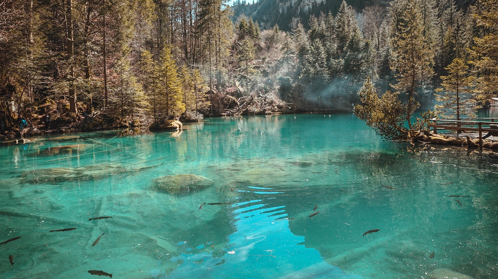 Fish swimming under clear water