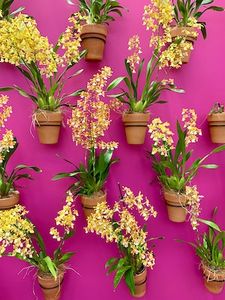 Yellow flowers on a pink wall
