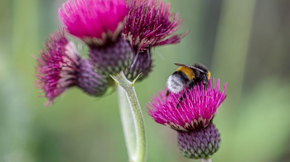 Bumblebee on a flower