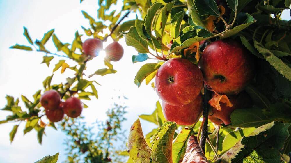 Apple tree against sunshine