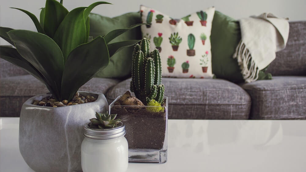 houseplants