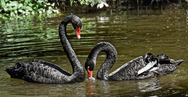 Two black swans on a lake