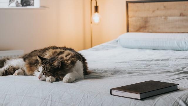 Cat napping on a bed