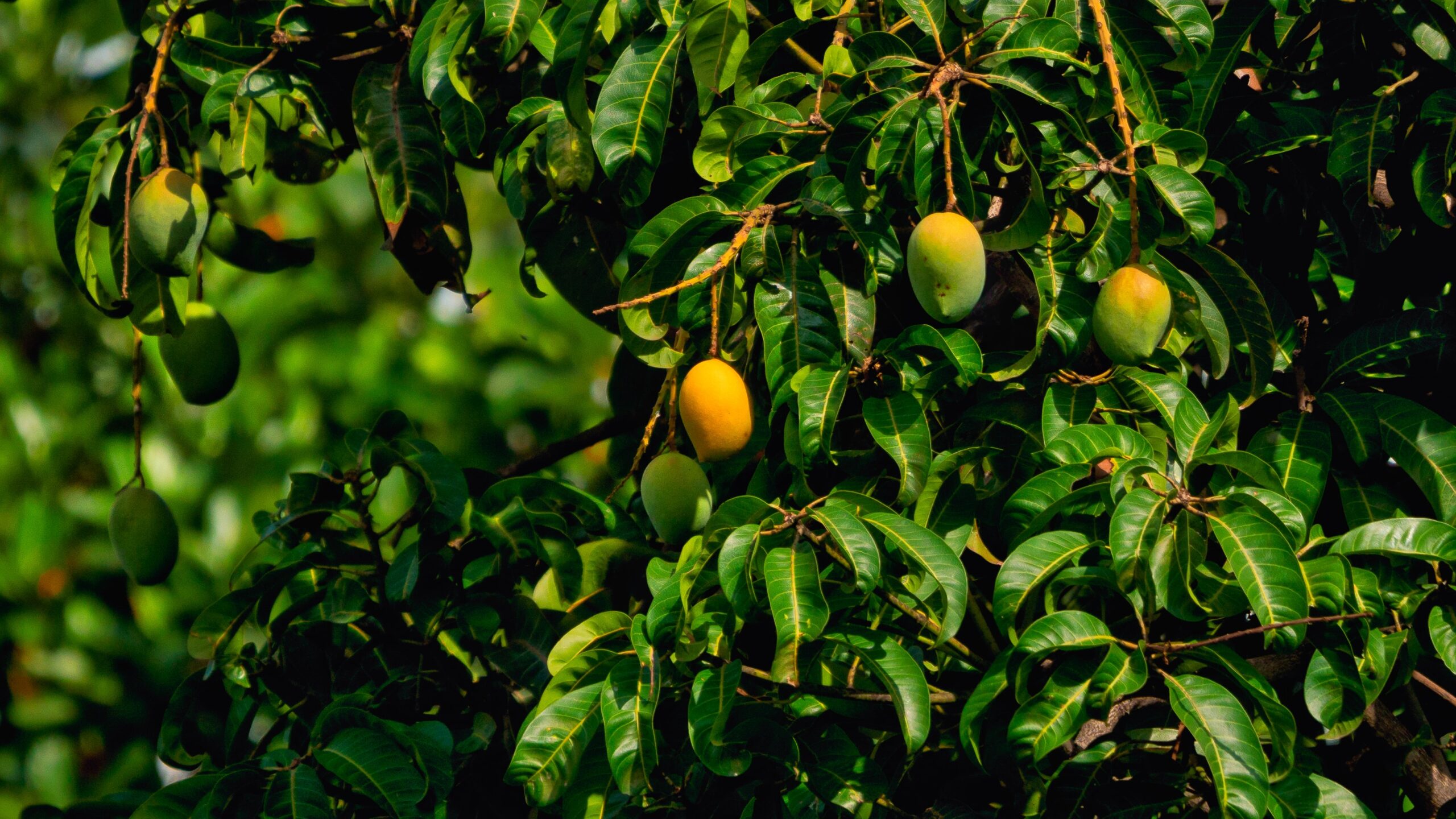 Mango tree photo by Rajendra Biswal
