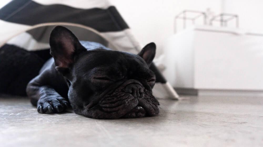 Sleeping frenchie dog resting on white floor(1)