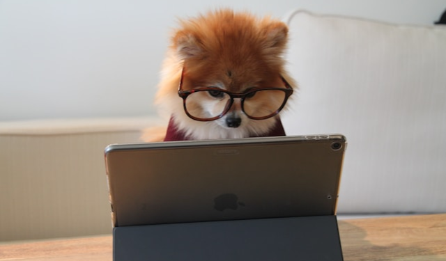 Pomeranian wearing glasses looking down at a tablet.