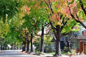 Photograph of a neighborhood street, lined with lush trees