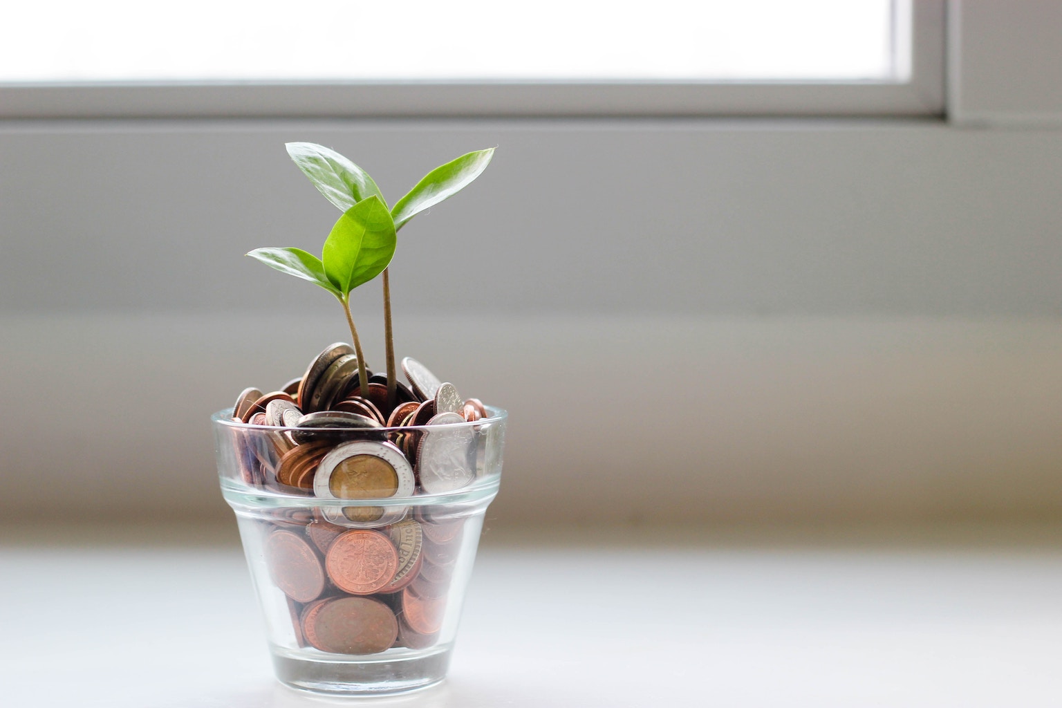 A glass vase containing a money plant, featuring healthy green leaves and thin branches