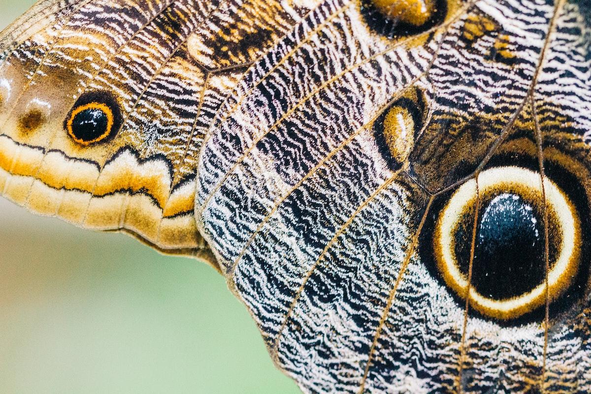 A close up of a butterfly wing