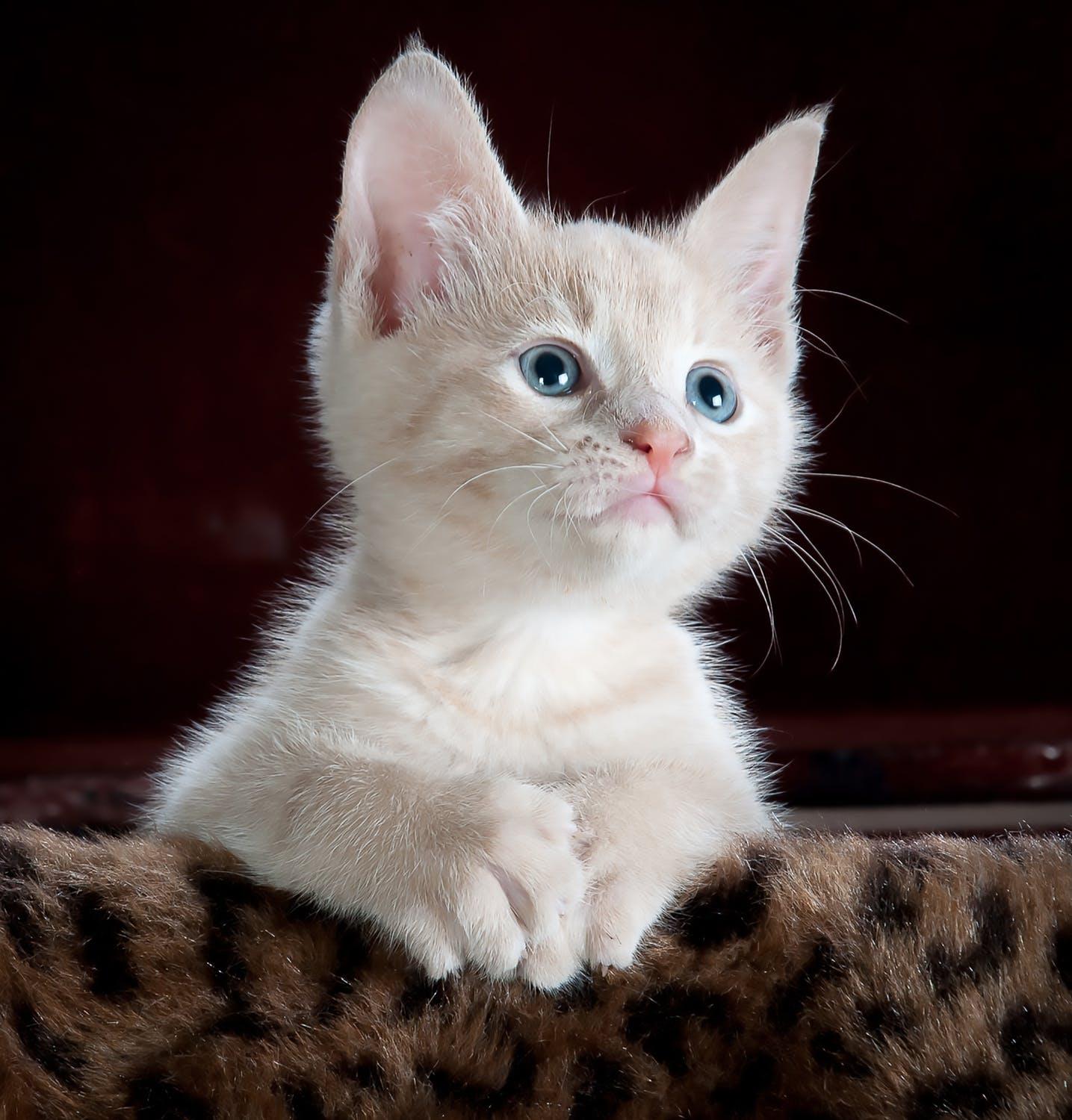 A white kitten with blue eyes