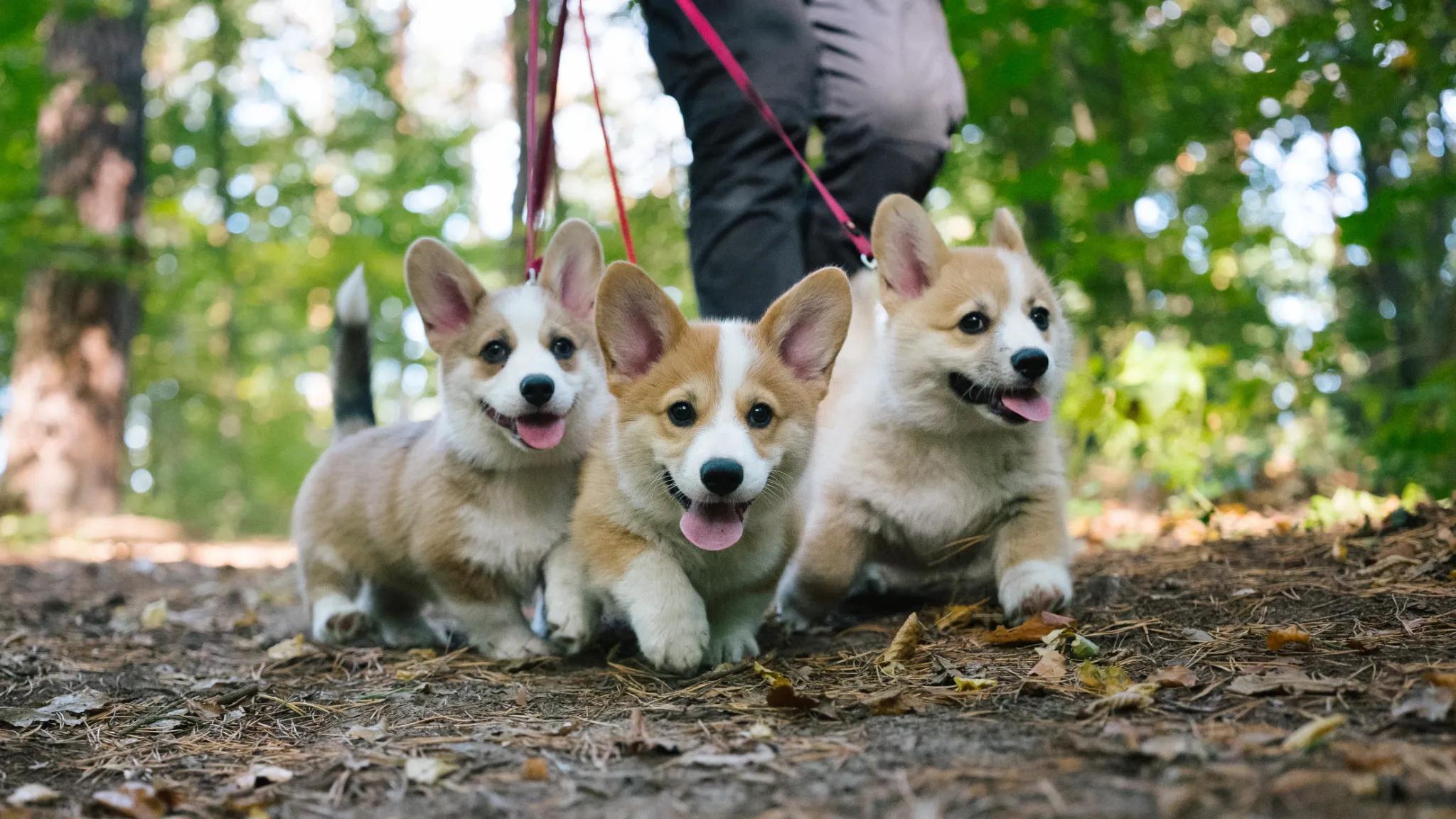 Three corgi puppies on a leashed walk in a forest.