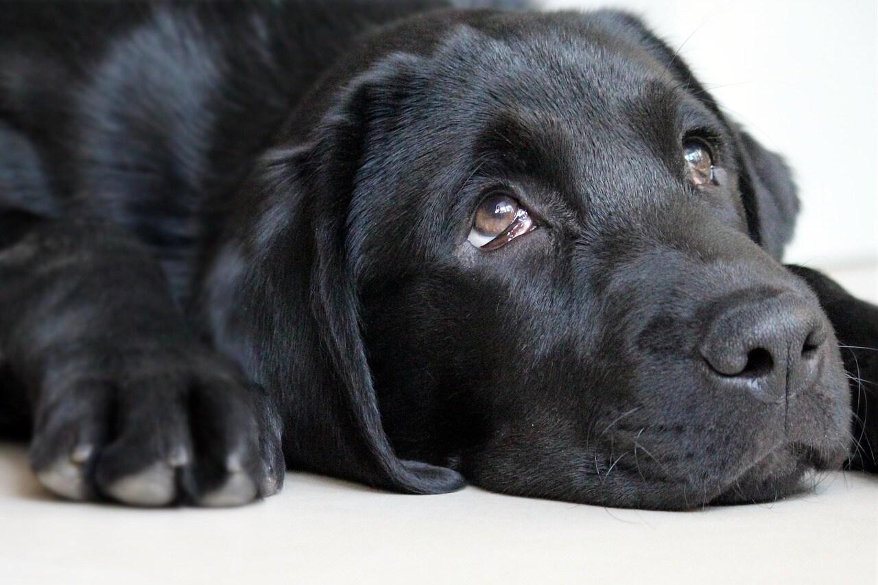 A Dog Lays Down with a Guilty Expression