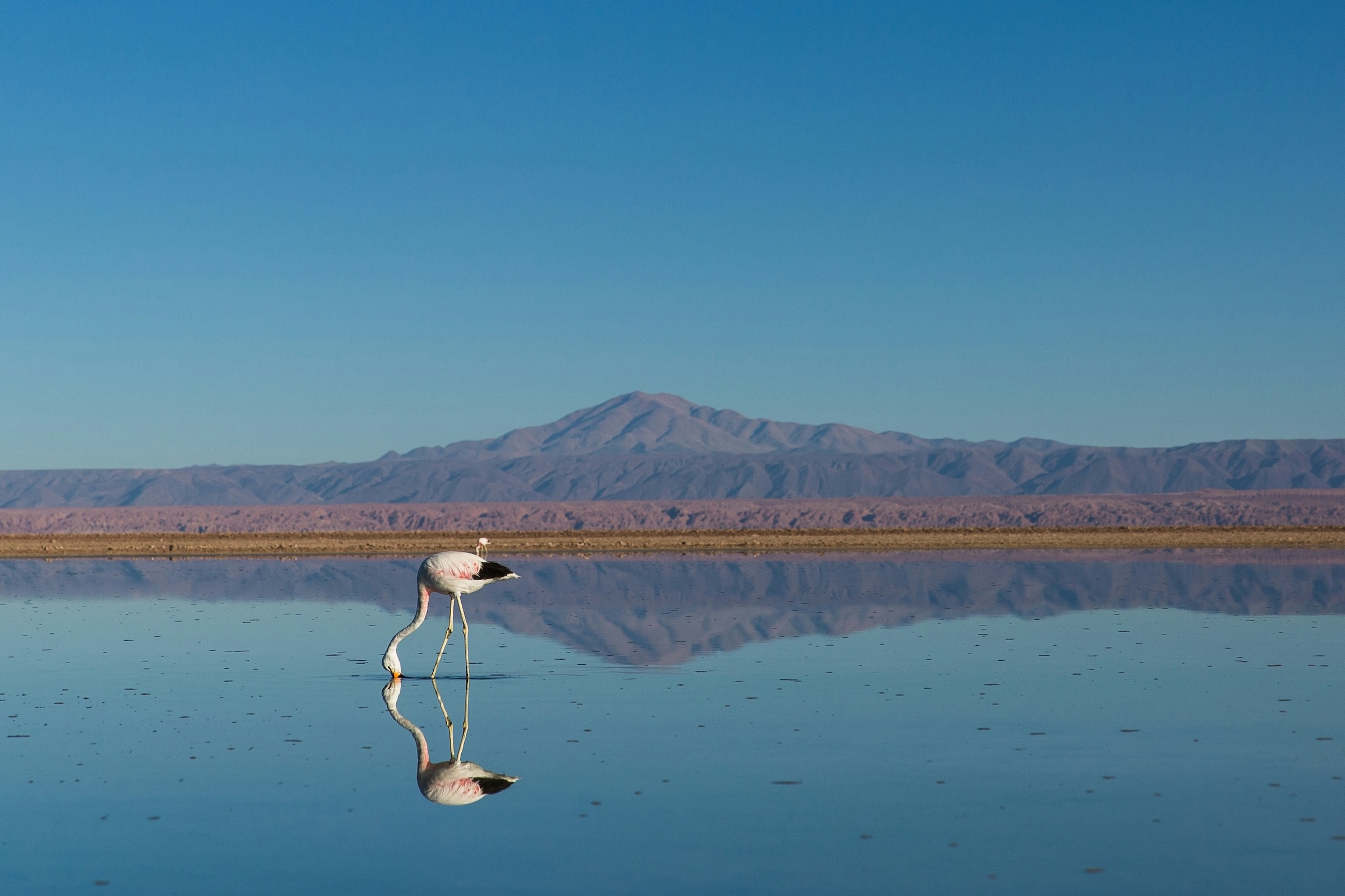photo of a bird standing in shallow water with a mountain behind it
