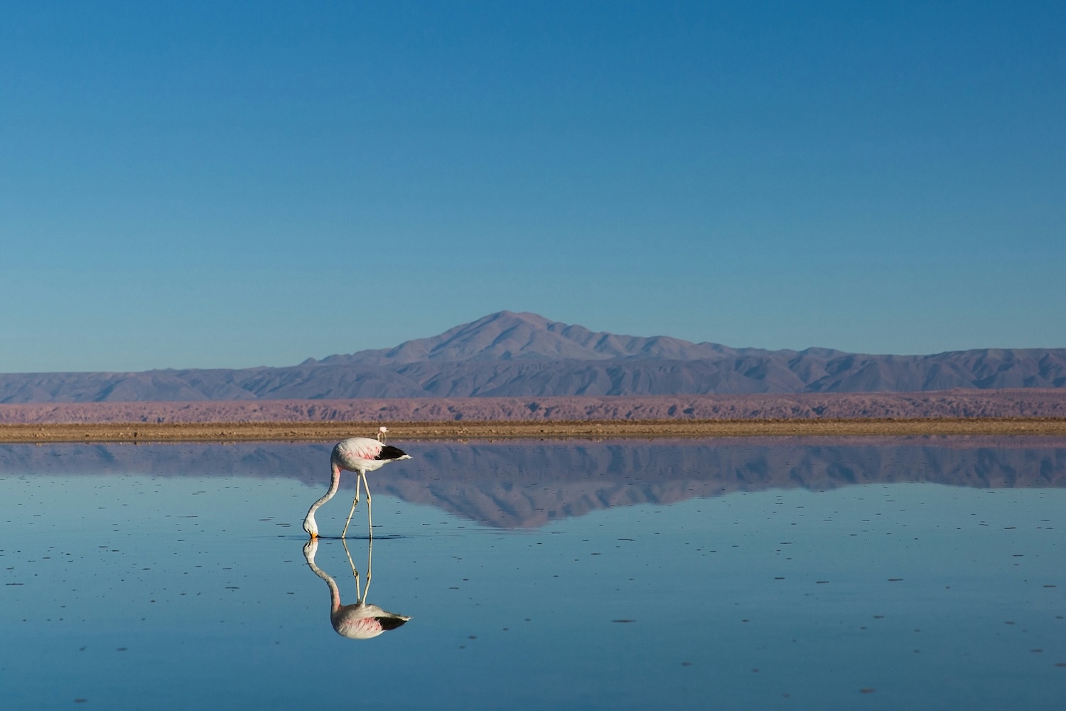 Photo of a bird in the foreground standing in shallow water with mountains in the background