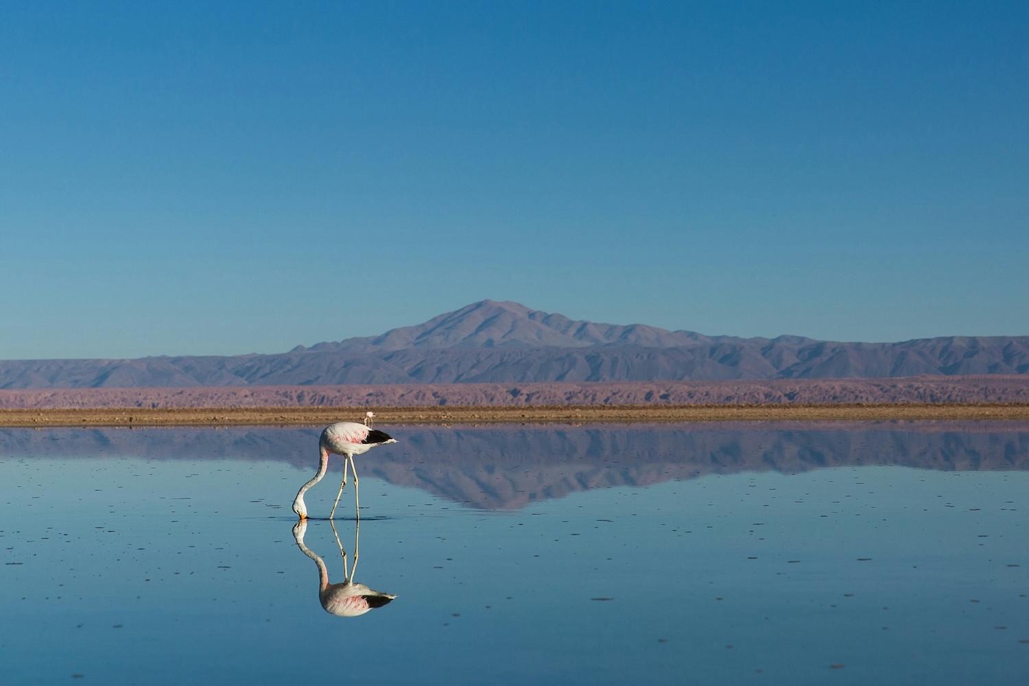 Photo of a bird in the foreground standing in shallow water with mountains in the background