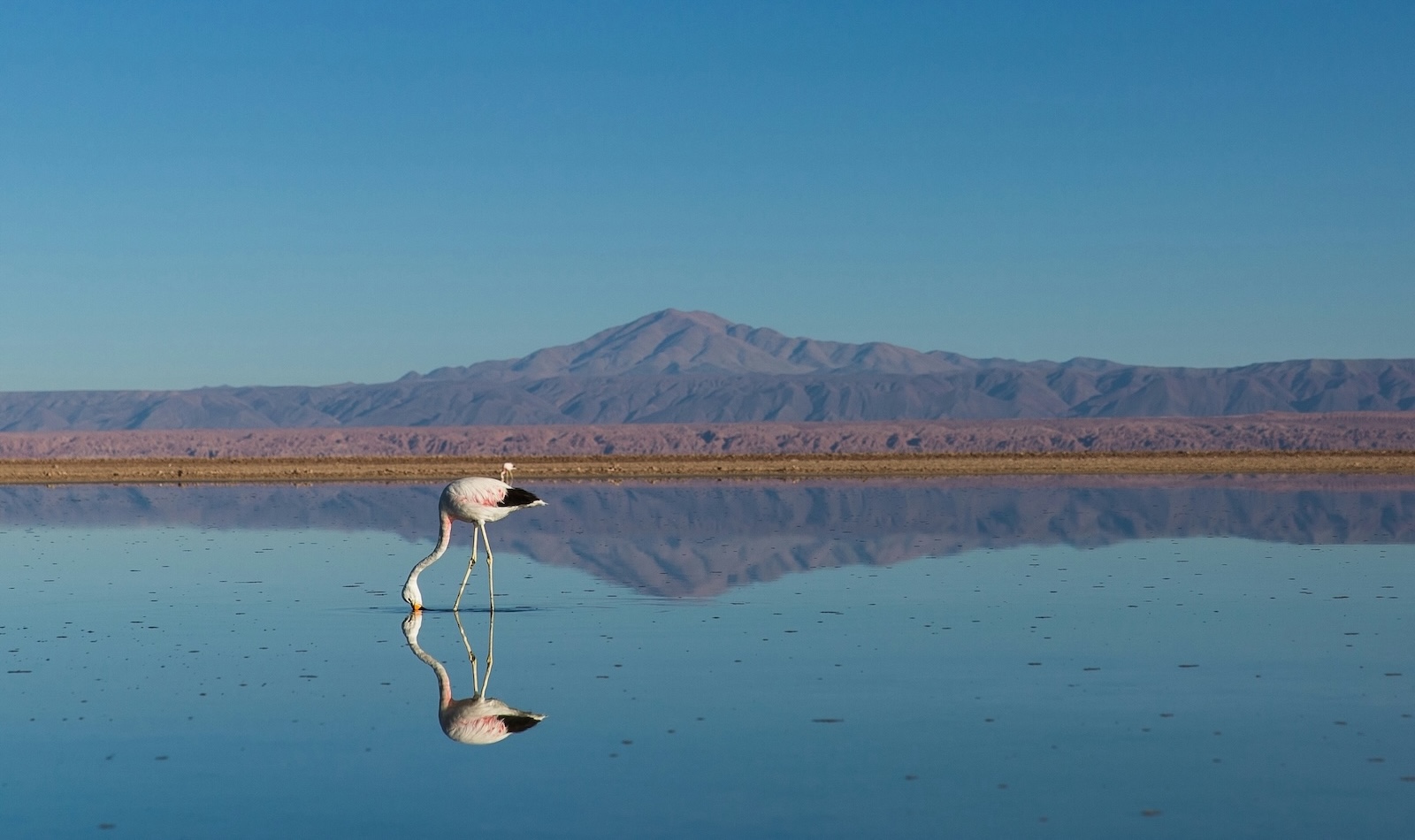 Photo of a bird in the foreground standing in shallow water with mountains in the background