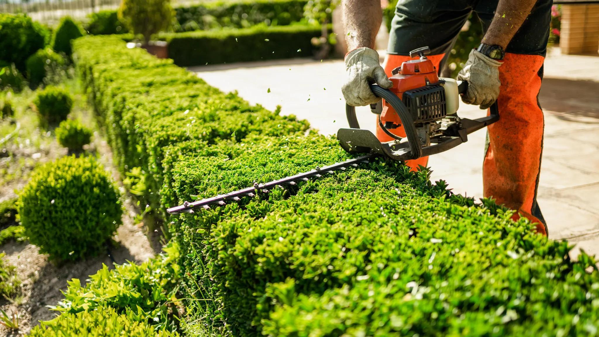 Landscaper using a hedge trimmer to shape a hedge bush.