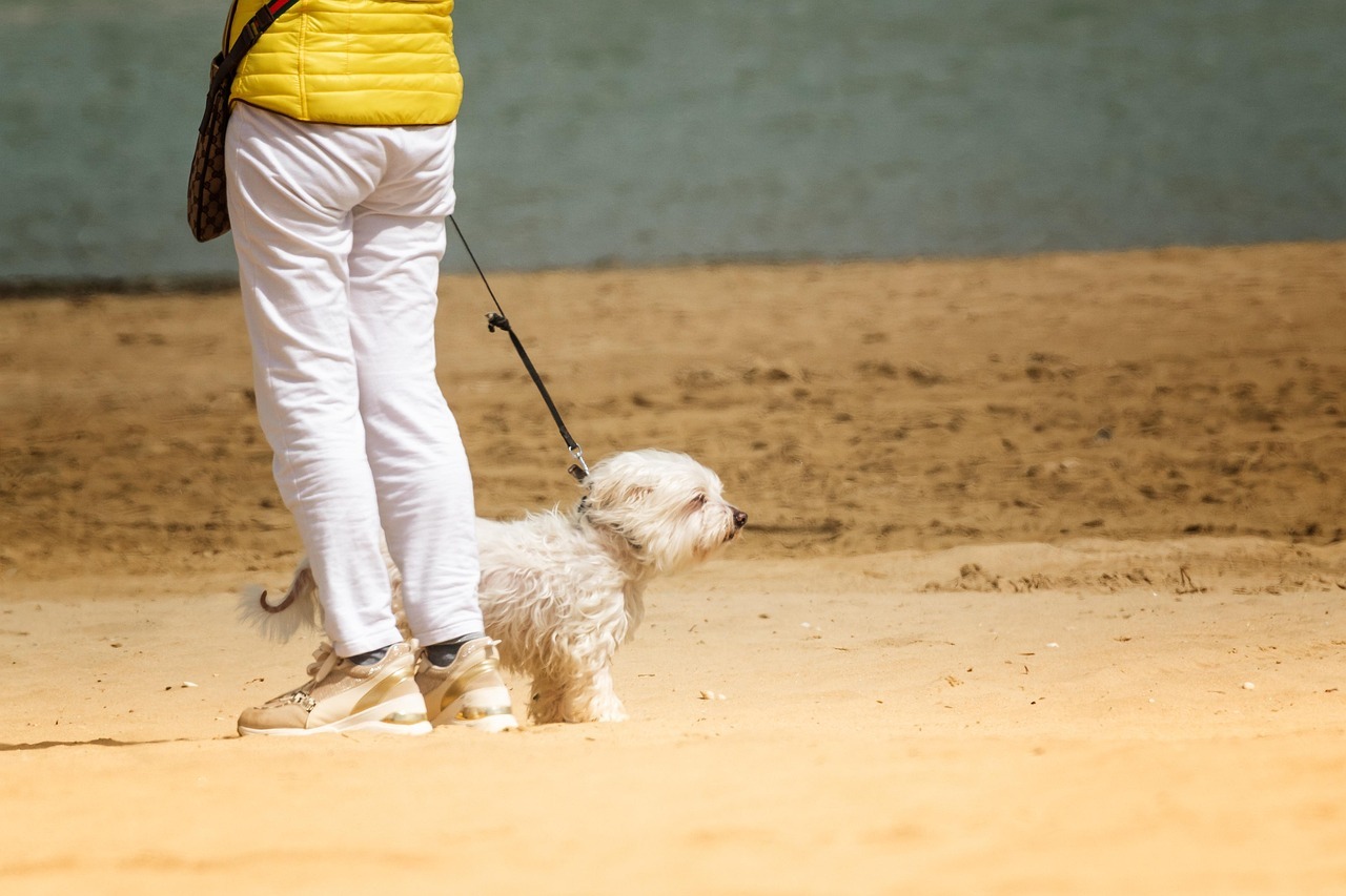 A Dog Enjoys a Walk on a Windy Beach
