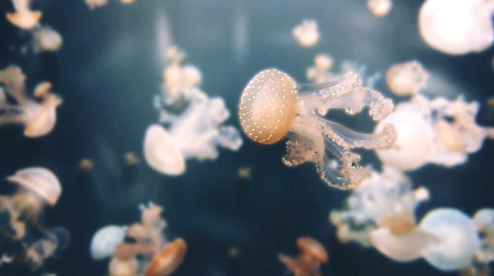 Affiliate Statements Transparency