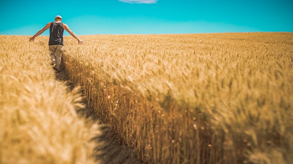 Best Free Page Builder WordPress Man Walking Through Field Of Grain