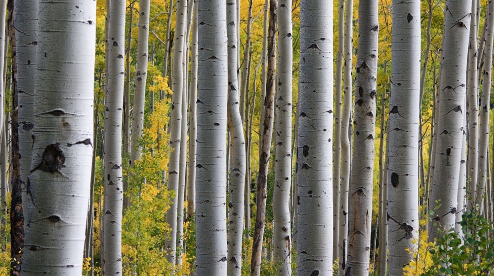 Business Development Trends Trees