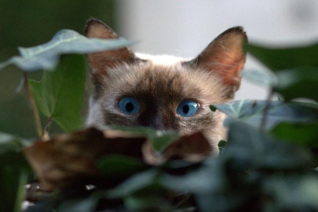 Cat Hiding In Leaves Represents Hidden Domains