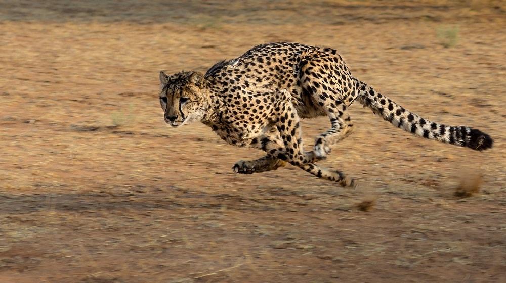 Cheetah Running Illustrates Quickly Securing Expired Domains