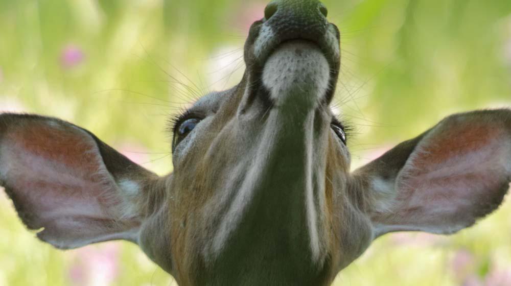 Client Feedback Form Ears