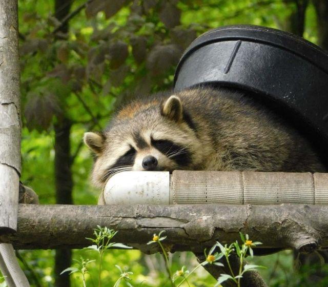 Comfortable Racoon Sleeping