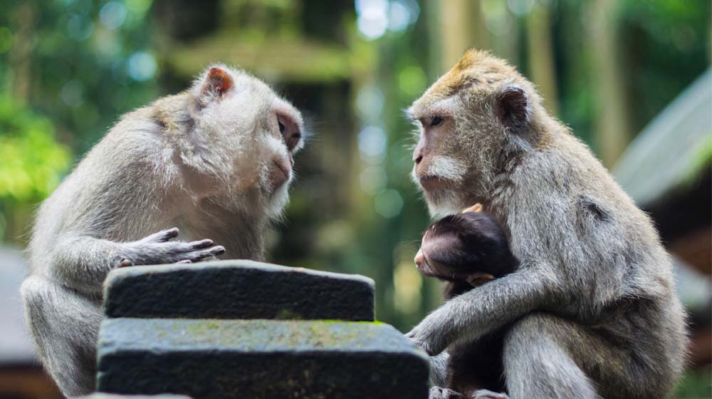 Conversational Marketing Two Monkeys