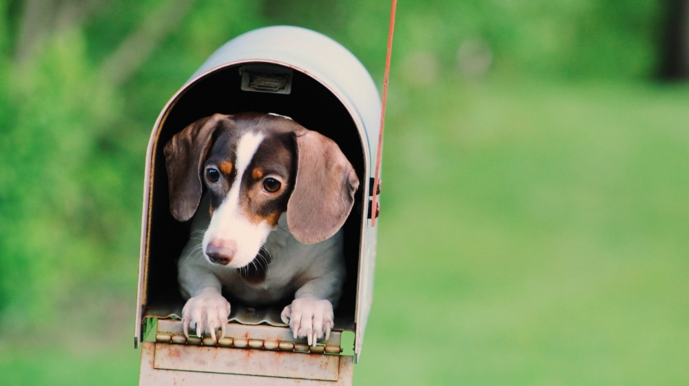 Dog in Mailbox Represents Master Inbox With Email Automation