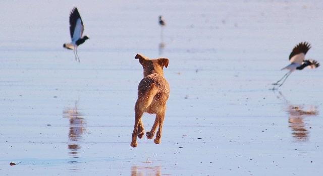 Dog Chasing Birds On The Beach